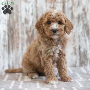 Hazel, Mini Labradoodle Puppy